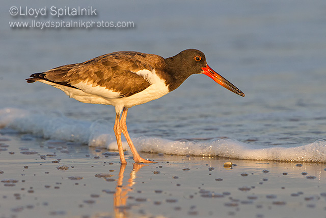 American Oystercatcher