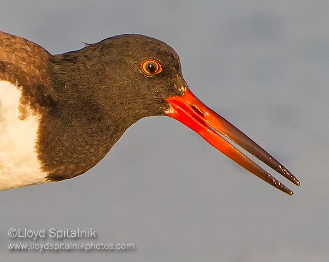 American Oystercatcher
