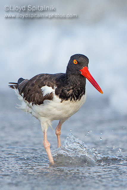 American Oystercatcher