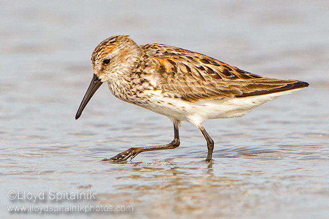 Western Sandpiper