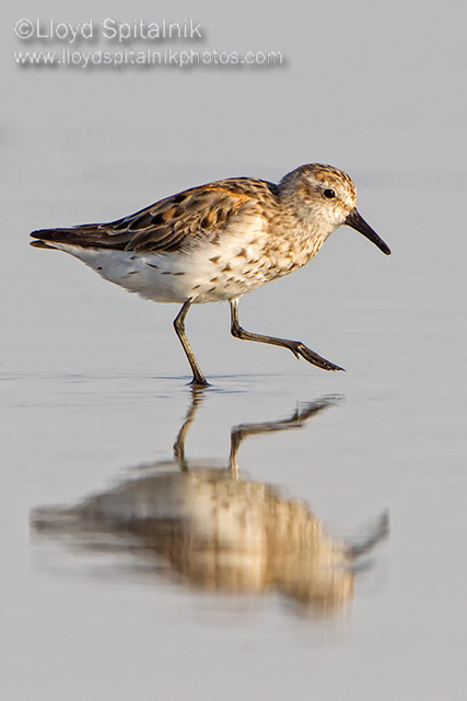 Western Sandpiper