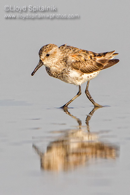 Western Sandpiper