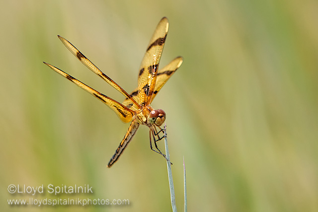 Halloween Pennant