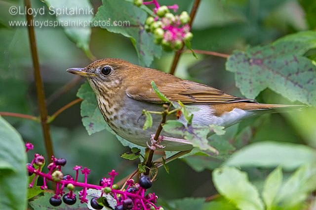 Veery