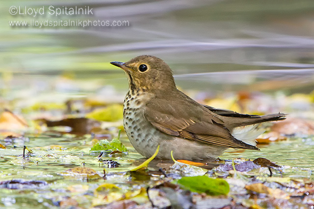 Swainsons Thrush (1st year)