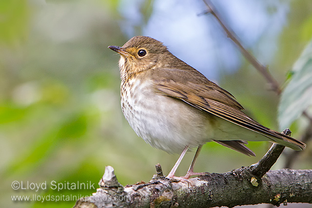 Swainsons Thrush