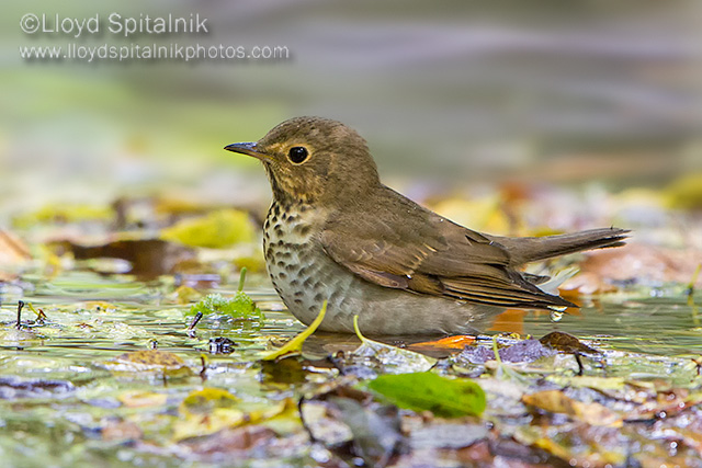 Swainsons Thrush (1st year)