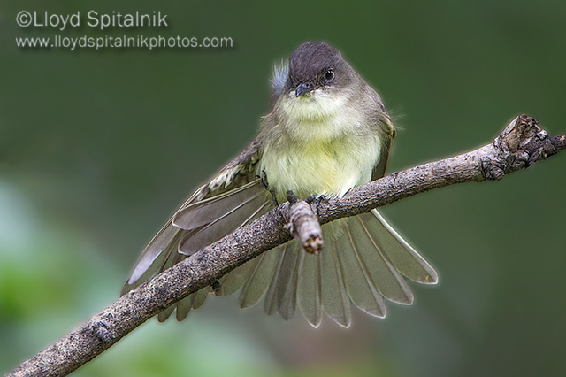 Eastern Phoebe