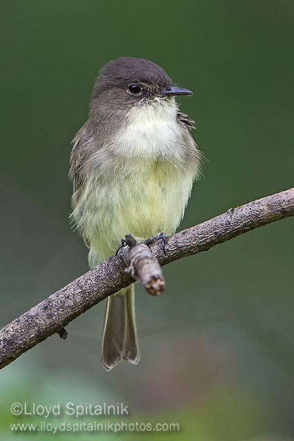 Eastern Phoebe