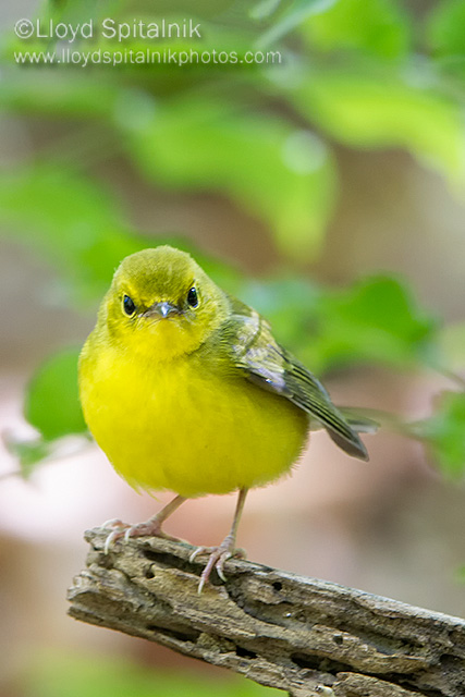 Hooded Warbler 