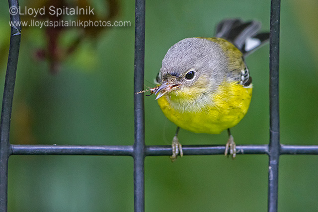 Magnolia Warbler