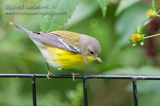 Magnolia Warbler