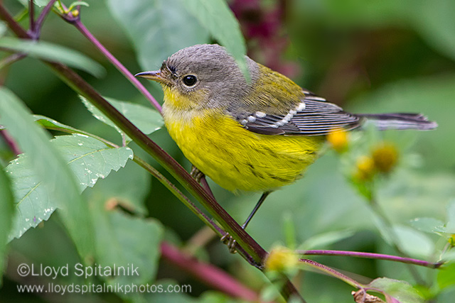 Magnolia Warbler