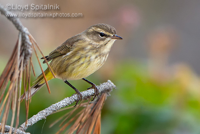 Palm Warbler (western)