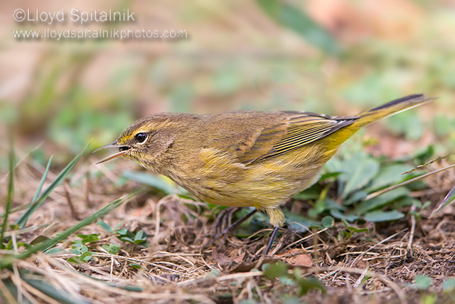 Palm Warbler