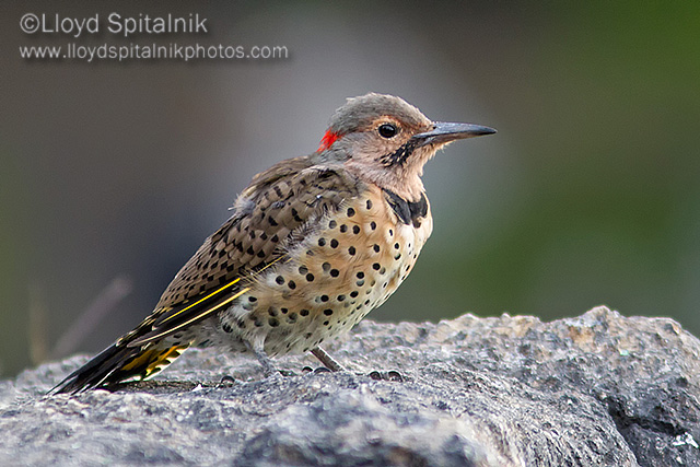 Northern  Flicker (juvenile male)