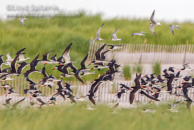 Black Skimmer