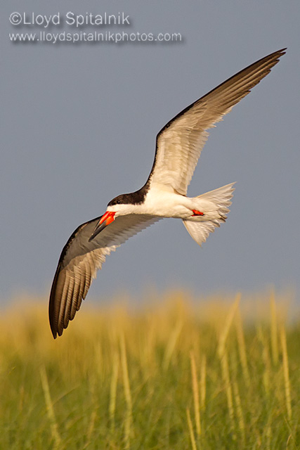 Black Skimmer