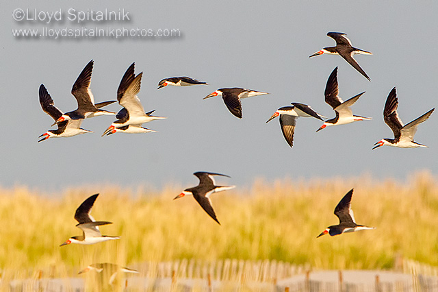 Black Skimmer