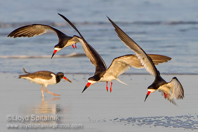 Black Skimmer