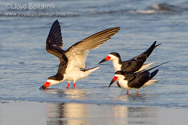 Black Skimmer
