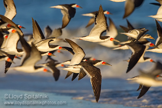 Black Skimmer