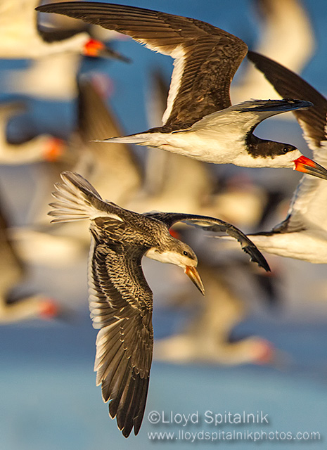 Black Skimmer