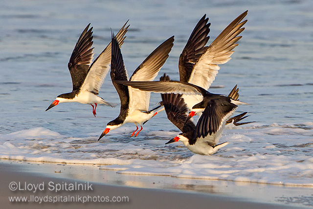 Black Skimmer