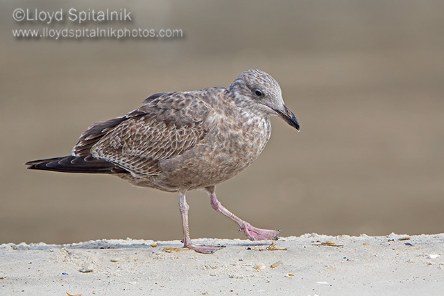 Herring Gull