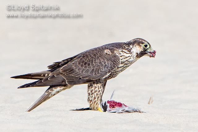 Peregrine Falcon (juvenile)