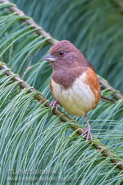 Eastern Towhee