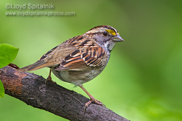 White-throated Sparrow