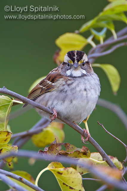 White-throated Sparrow