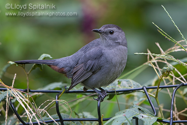 Gray Catbird