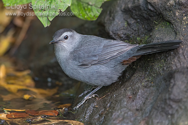Gray Catbird