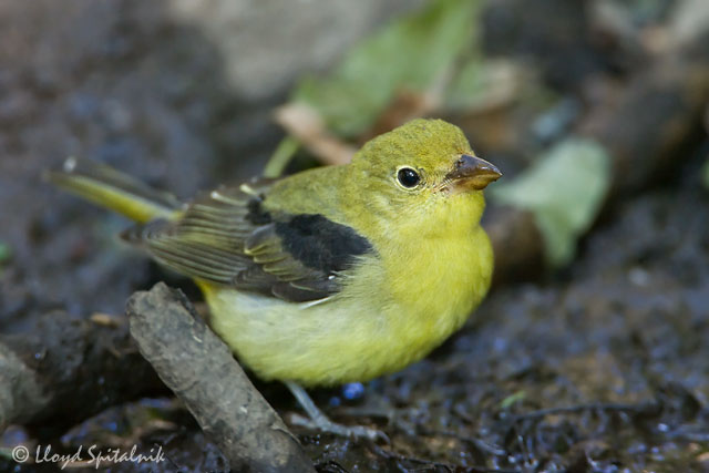 Scarlet Tanager