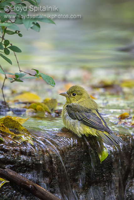 Scarlet Tanager