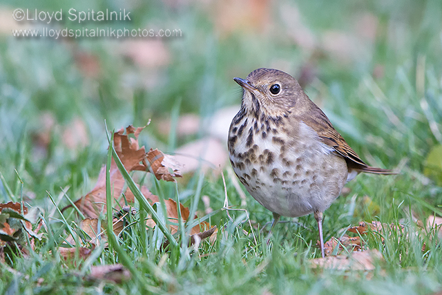 Hermit Thrush