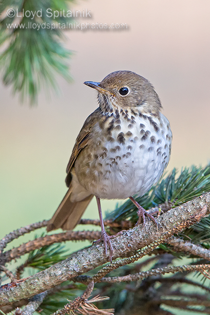 Hermit Thrush