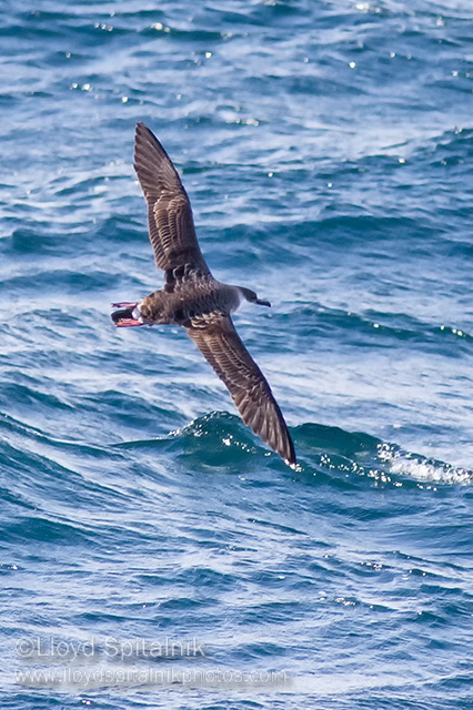 Great Shearwater