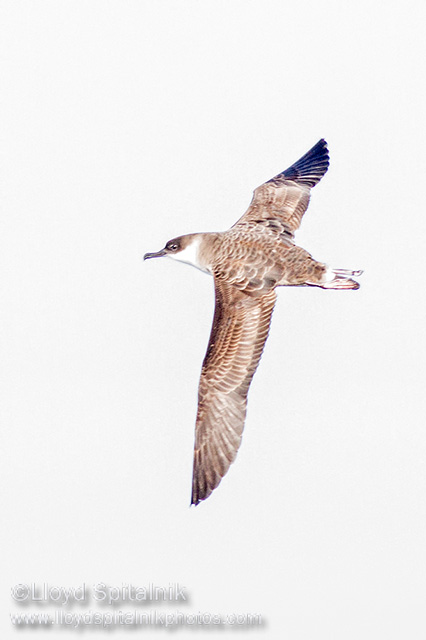 Great Shearwater