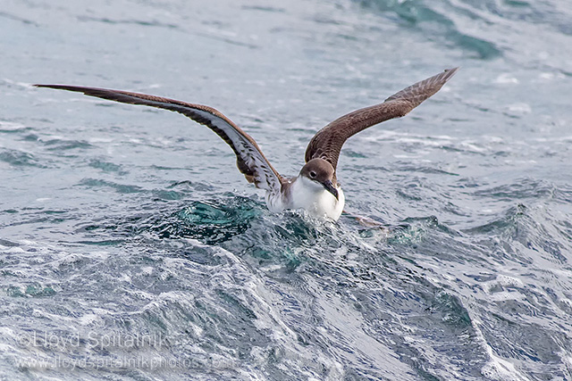 Great Shearwater