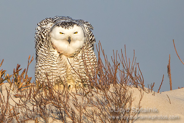 Snowy Owl (female)
