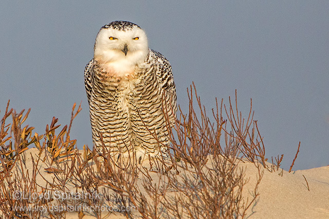 Snowy Owl (female)