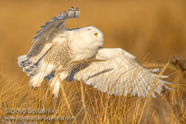 Snowy Owl (male)