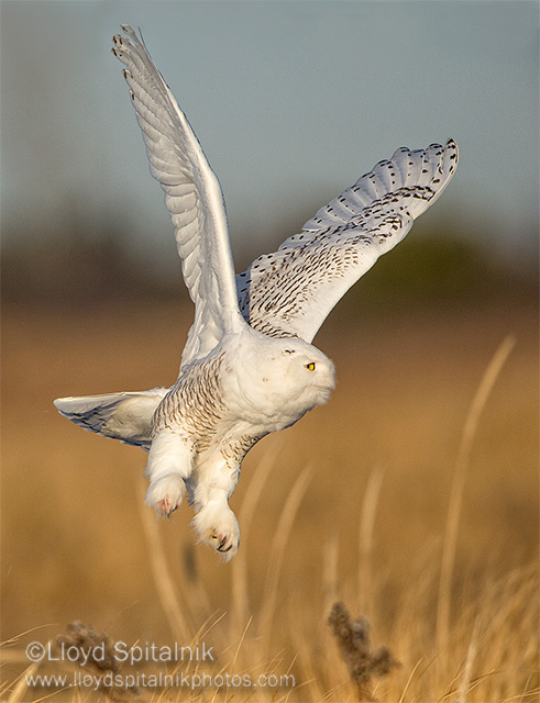 Snowy Owl (male)