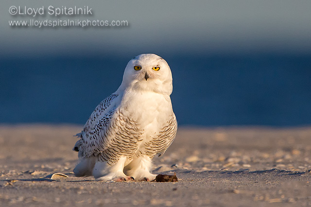 Snowy Owl 