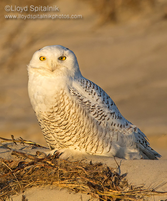 Snowy Owl 