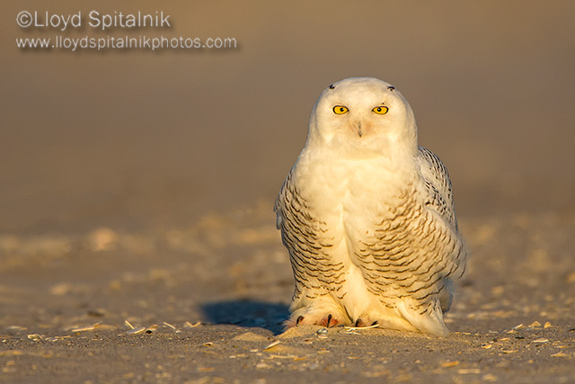 Snowy Owl 