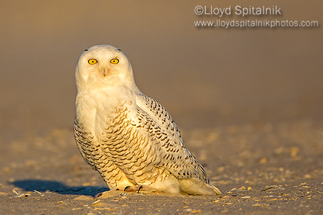 Snowy Owl 